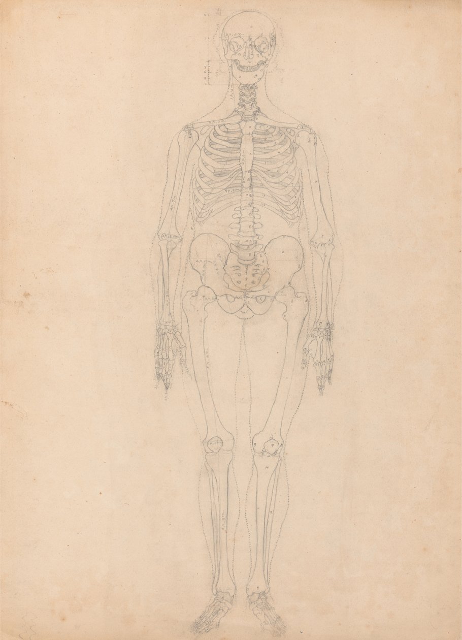 Étude de la Figure Humaine, Vue Antérieure, Diagramme pour Clé de la Table I, d