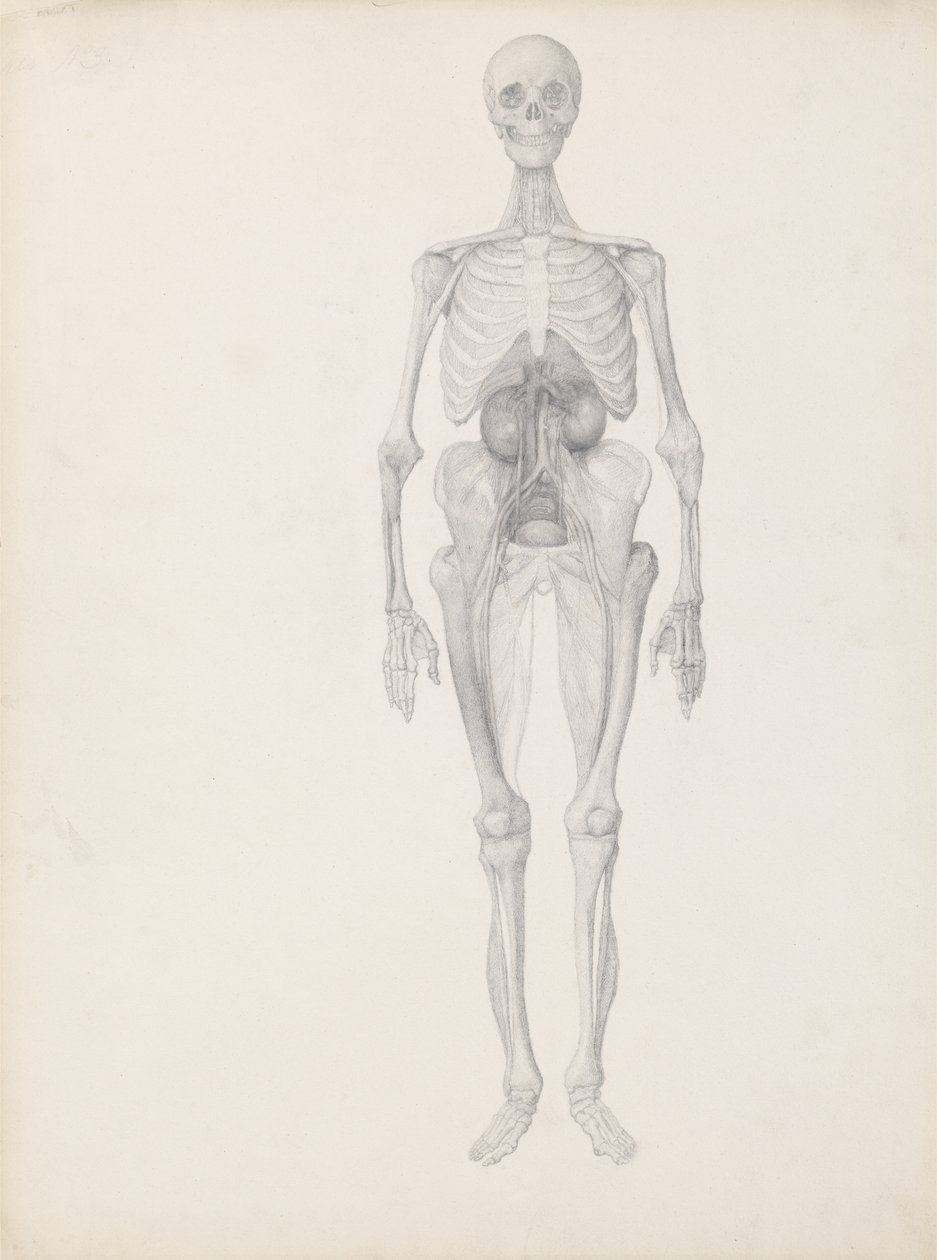 Étude de la figure humaine, vue antérieure, stade final de la dissection, de 