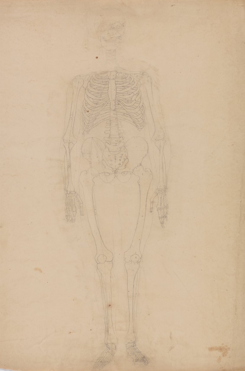 Étude de la figure humaine, vue antérieure, d