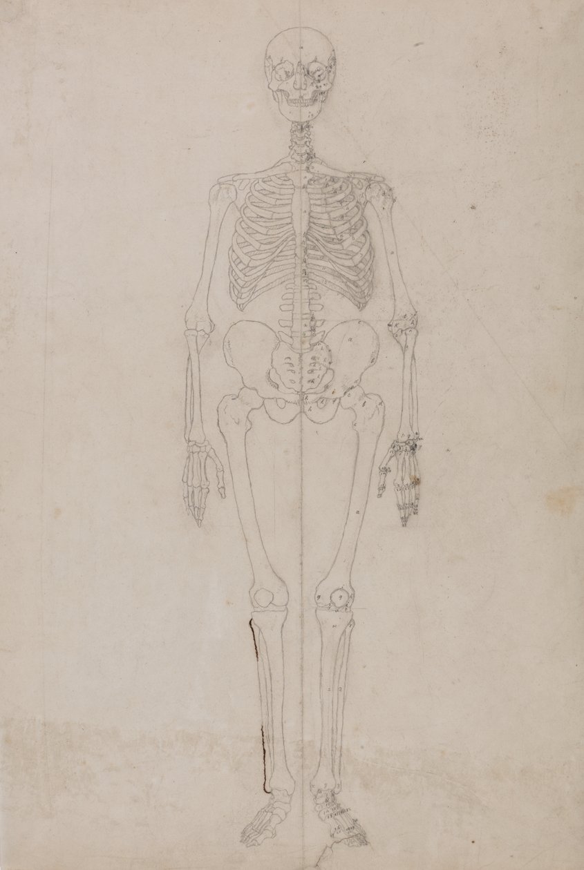 Étude de la figure humaine, vue antérieure, d