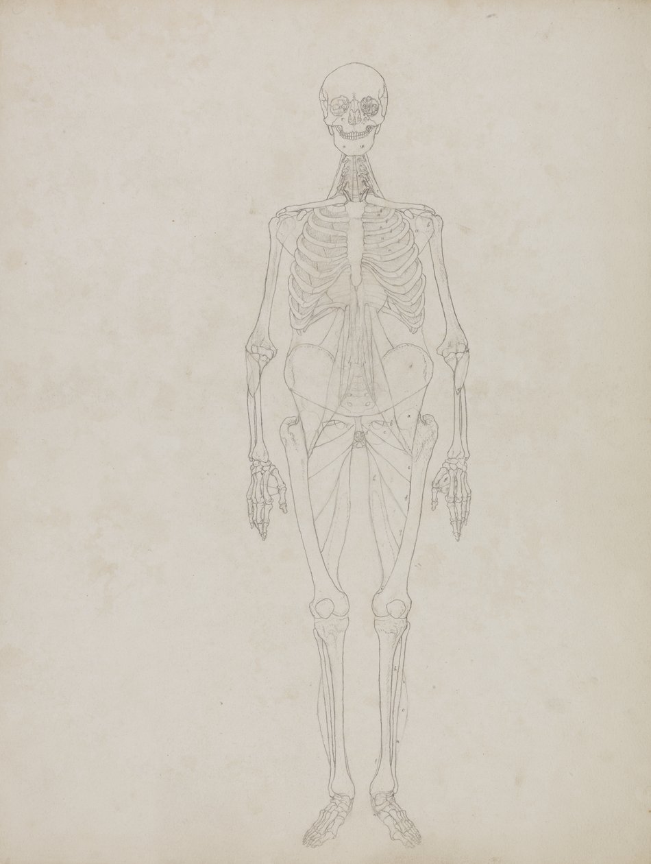 Étude de la figure humaine, vue antérieure, de 
