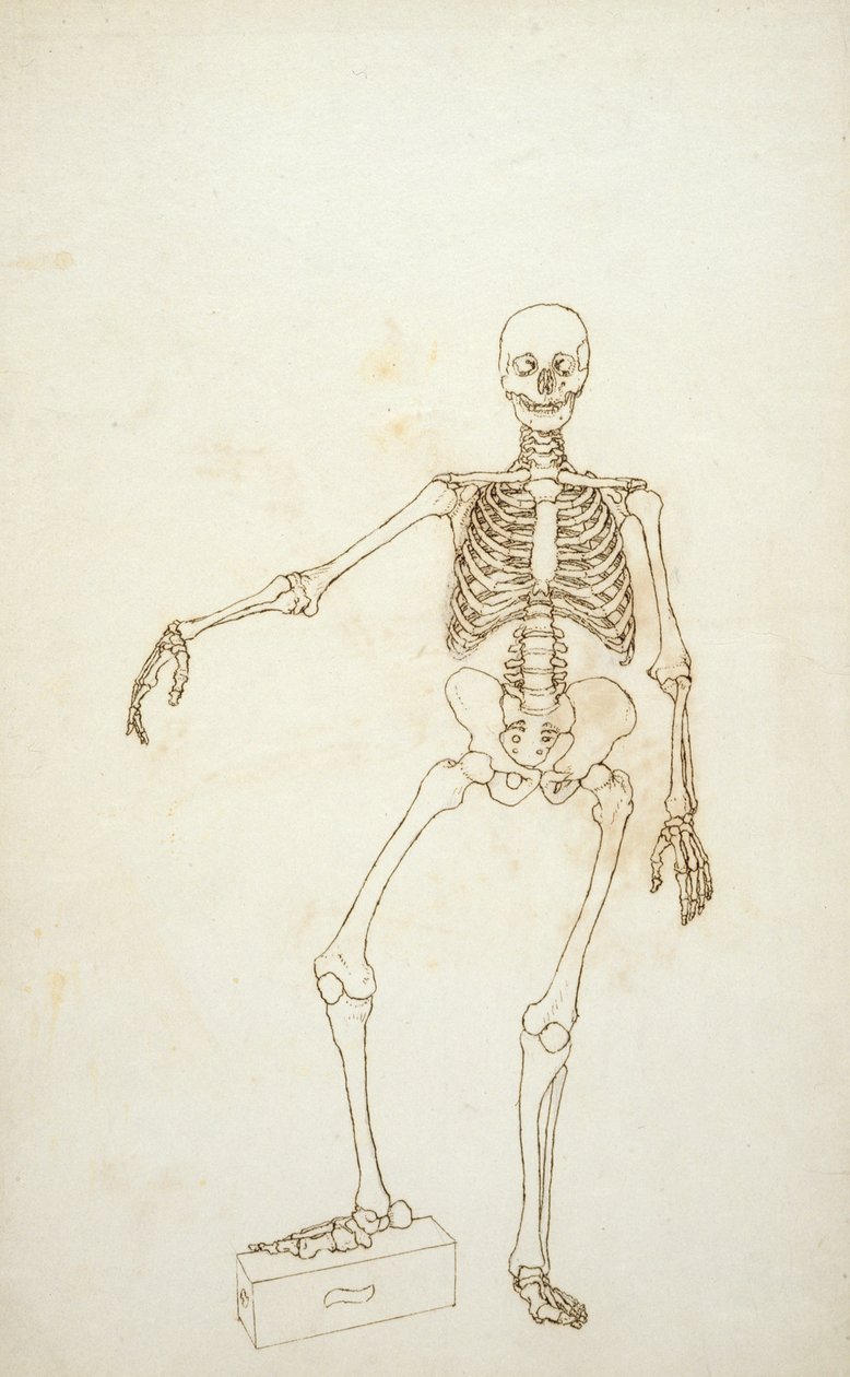 Étude de la figure humaine, vue antérieure, de 