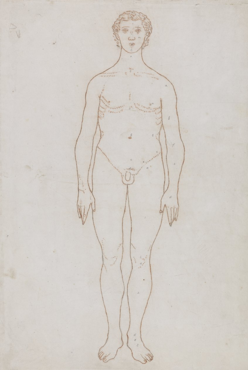 Étude de la figure humaine, vue antérieure, de 
