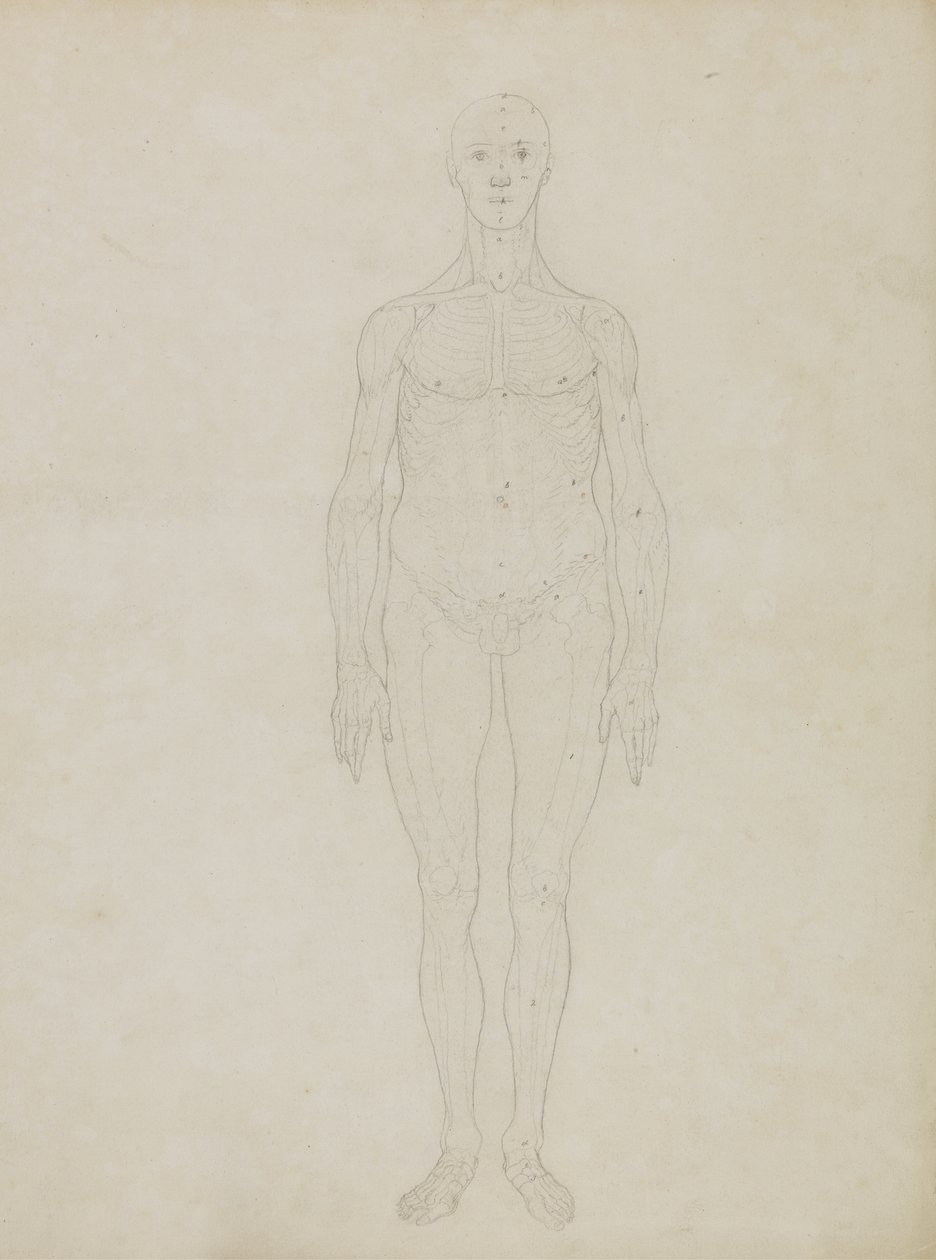 Étude de la figure humaine, vue antérieure, de 
