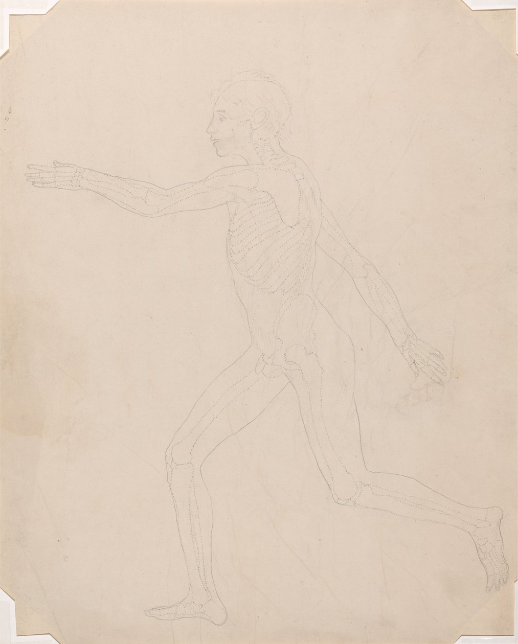 Étude de la Figure Humaine, Vue Latérale, d