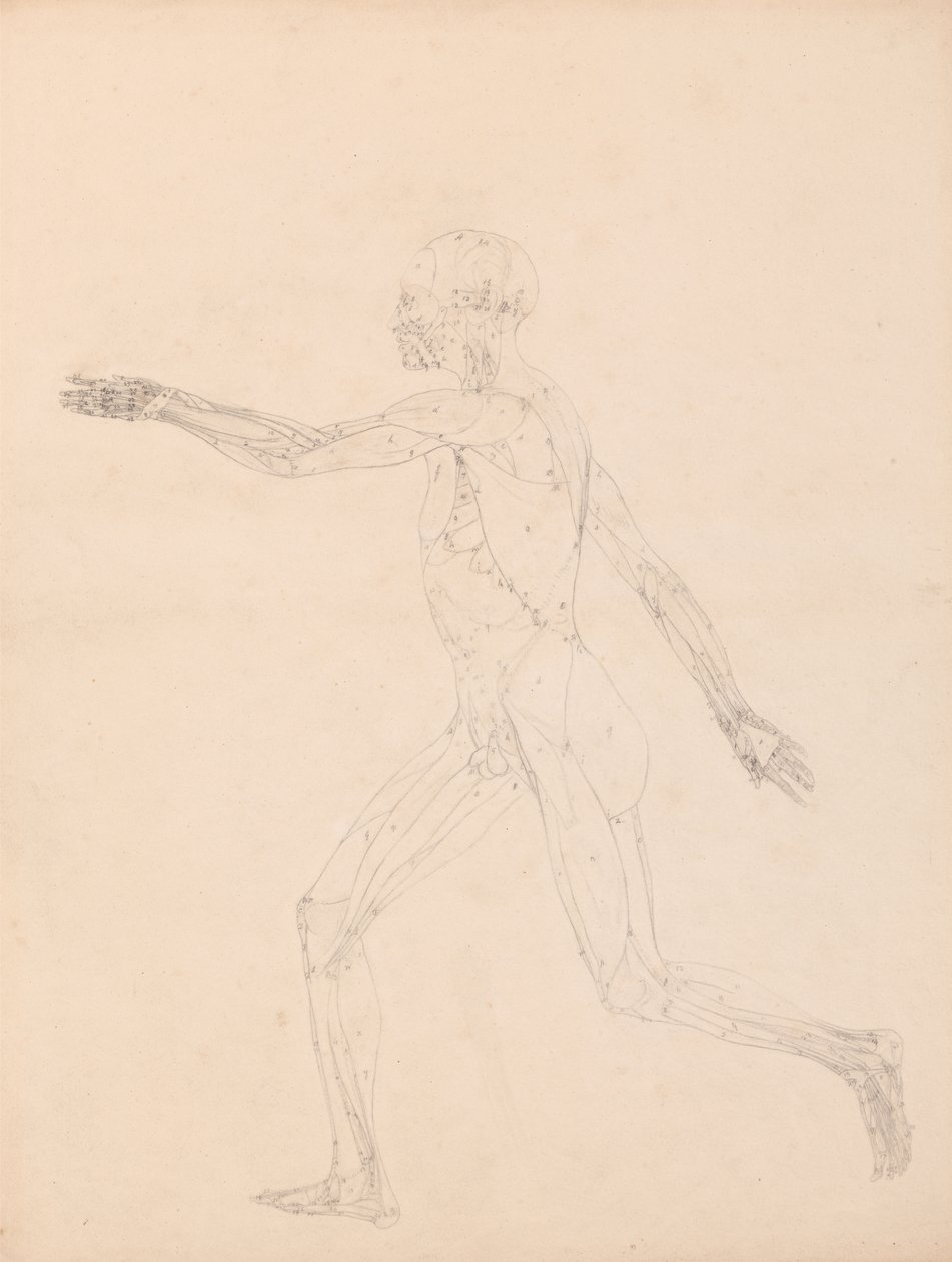 Étude de la figure humaine, vue latérale, diagramme pour clé de la table XIII, de A Comparative Anatomical Exposition of the Structure of the Human Body with that of a Tiger and a Common Fowl - George Stubbs