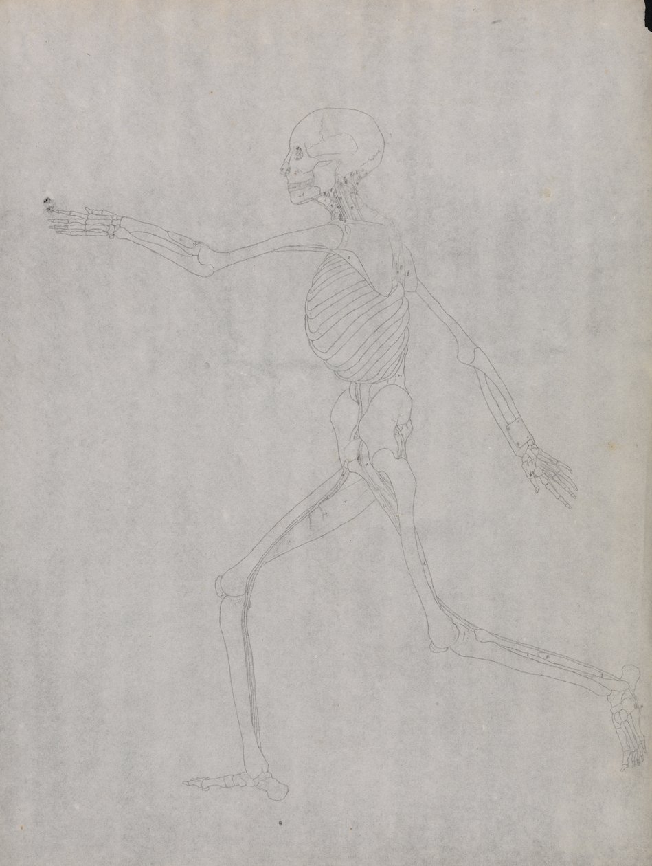 Étude de la Figure Humaine, Vue Latérale, d
