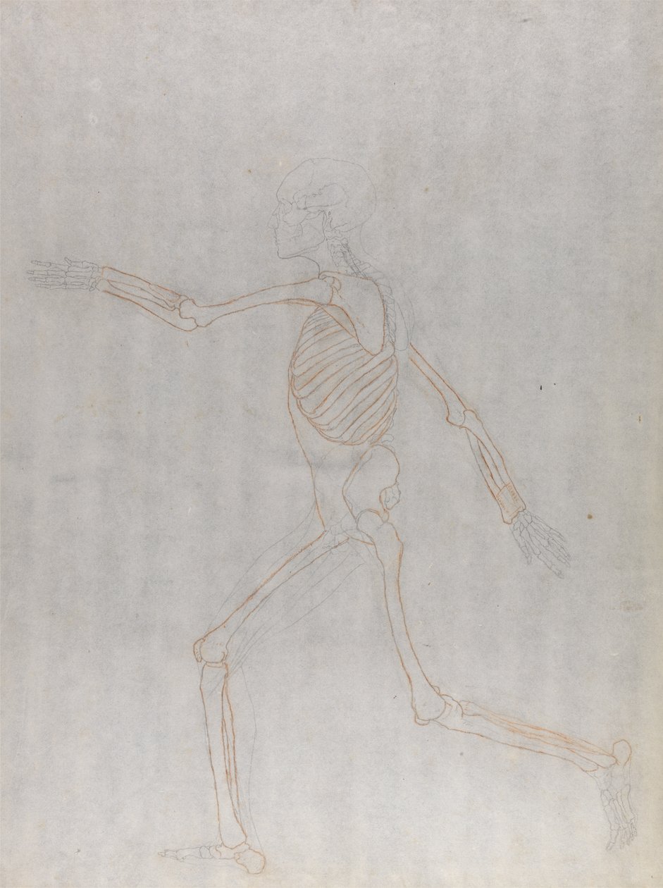 Étude de la Figure Humaine, Vue Latérale, d