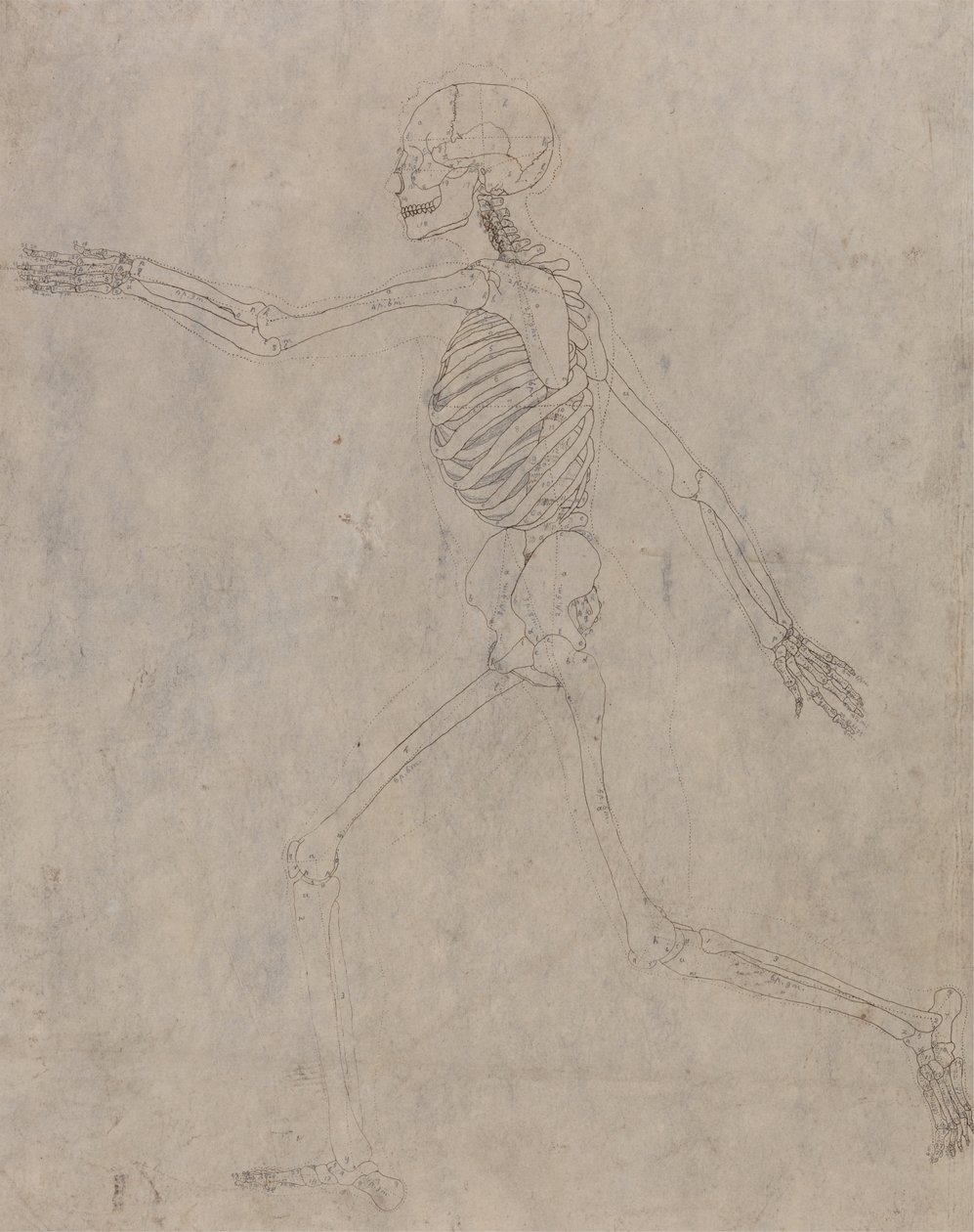 Étude de la Figure Humaine, Vue Latérale, d
