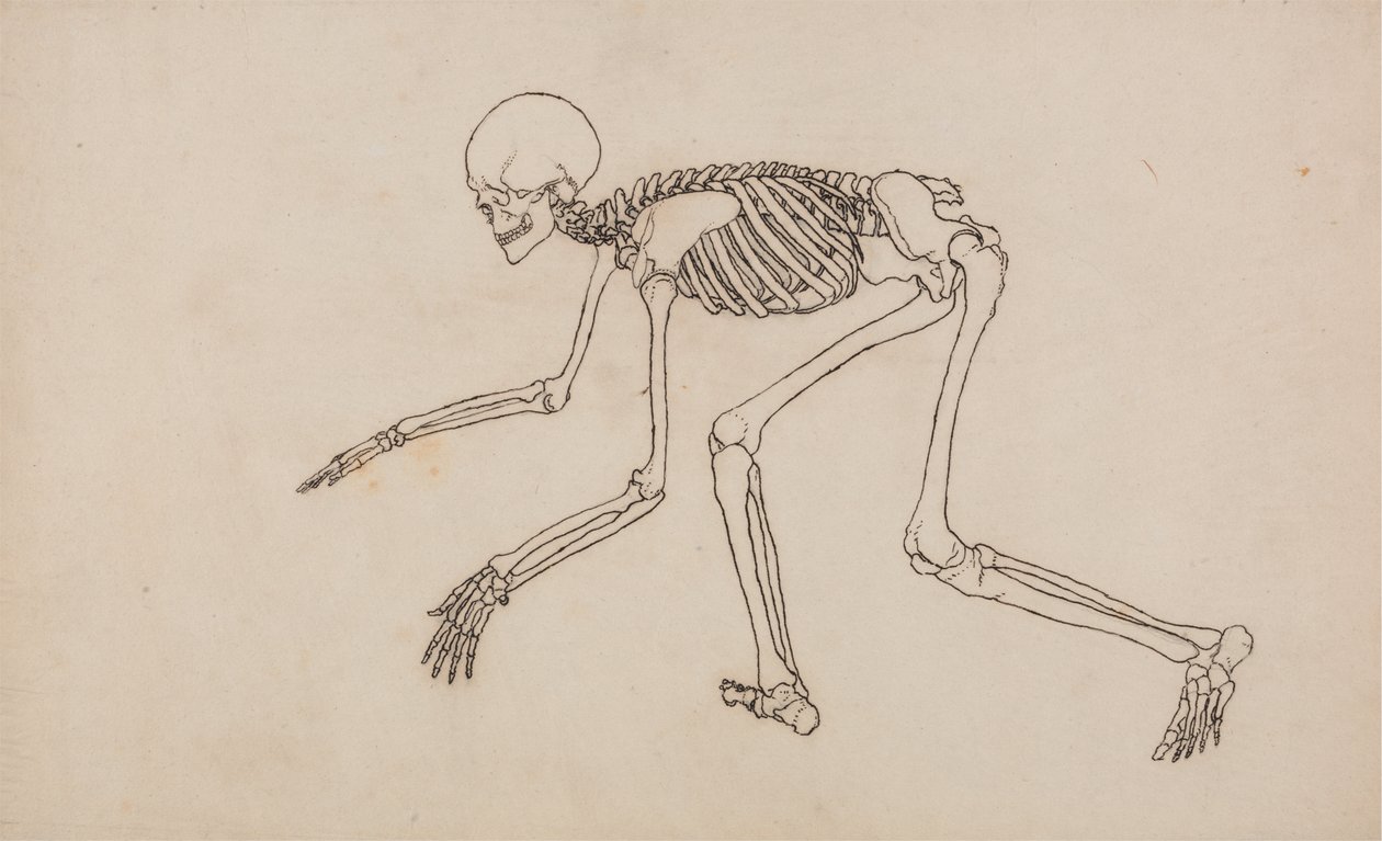 Étude de la Figure Humaine, Vue Latérale, d