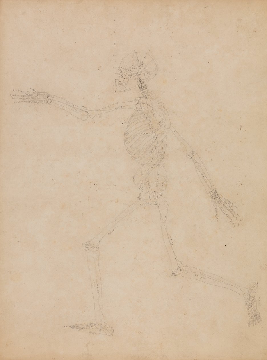 Étude de la figure humaine, vue latérale, de 