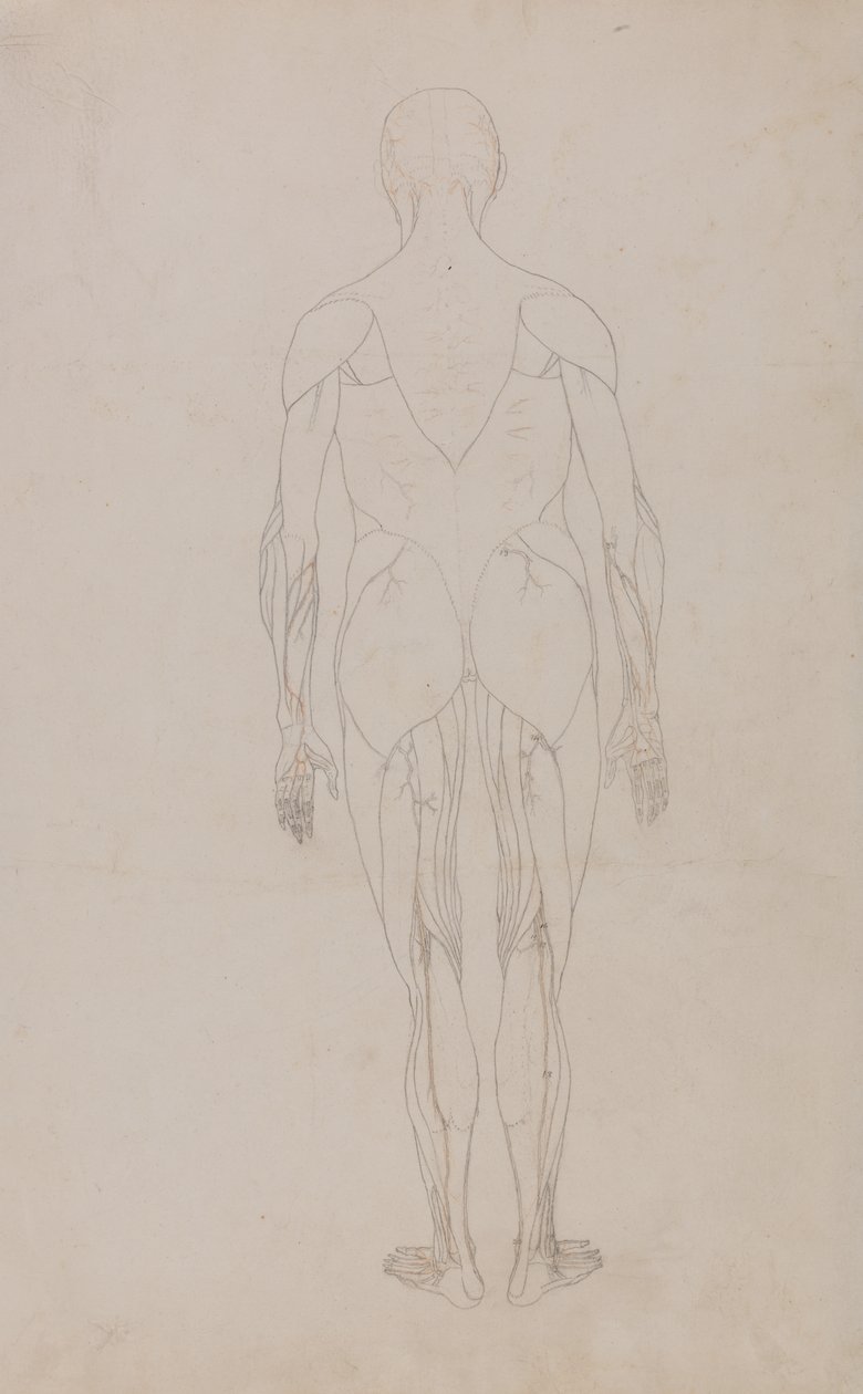 Étude de la figure humaine, vue postérieure, d
