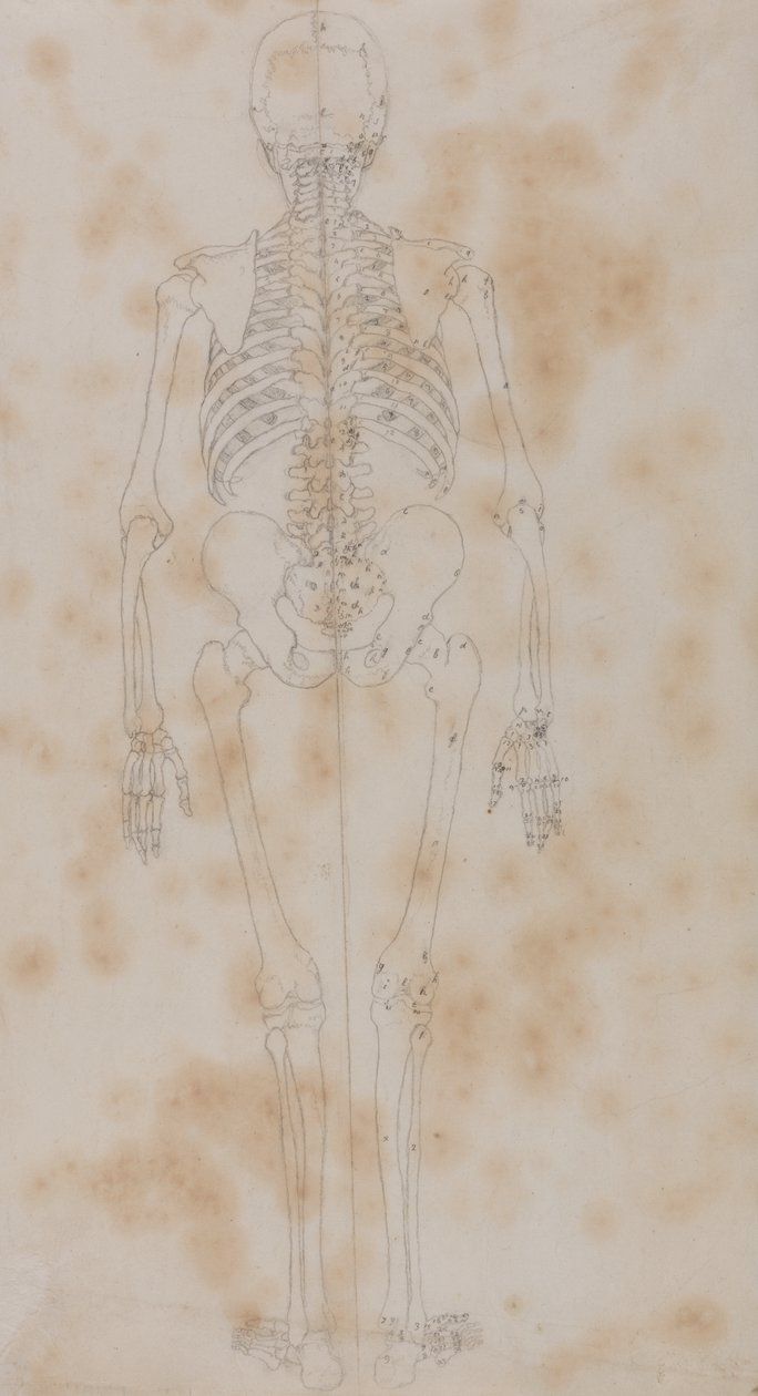 Étude de la figure humaine, vue postérieure, d