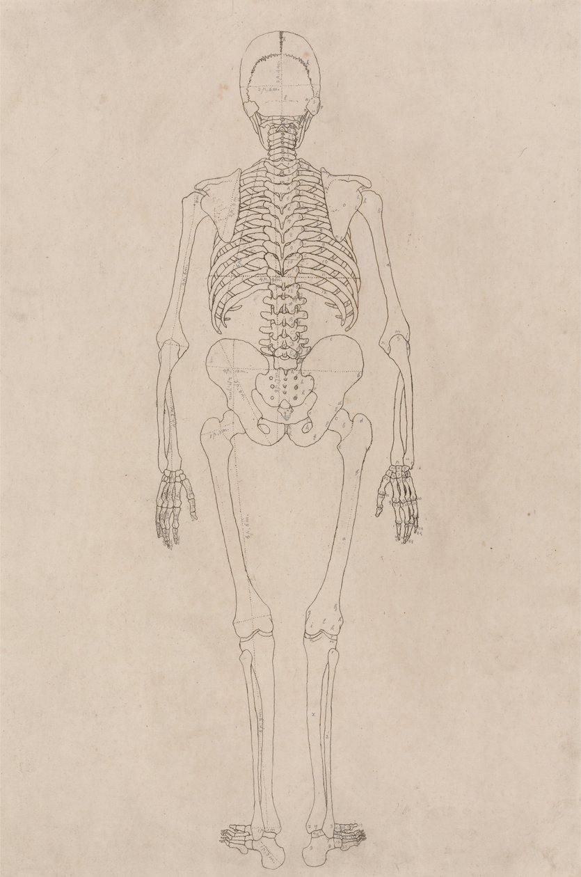 Étude de la Figure Humaine, Vue Postérieure, d