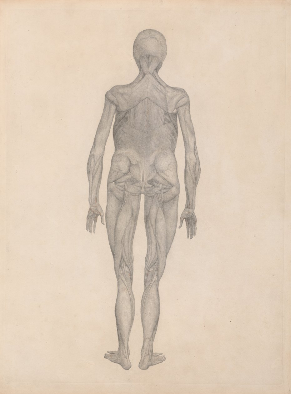 Étude de la Figure Humaine, Vue Postérieure, avec la peau et les tissus fasciaux sous-jacents enlevés, d