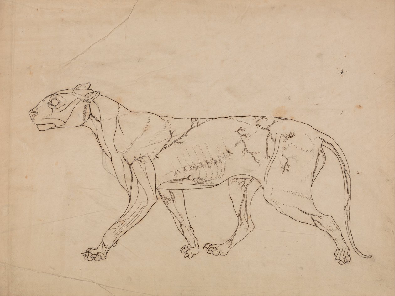 Corps de tigre, vue latérale (étude de contour des muscles de surface et de leur approvisionnement en sang, probablement réalisée pour une figure clé) - George Stubbs