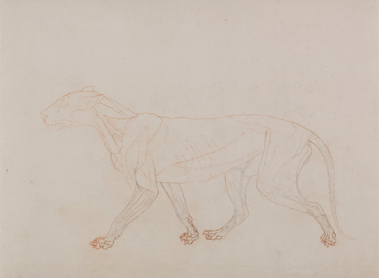 Corps de tigre, vue latérale (montre la troisième étape de la dissection) - George Stubbs
