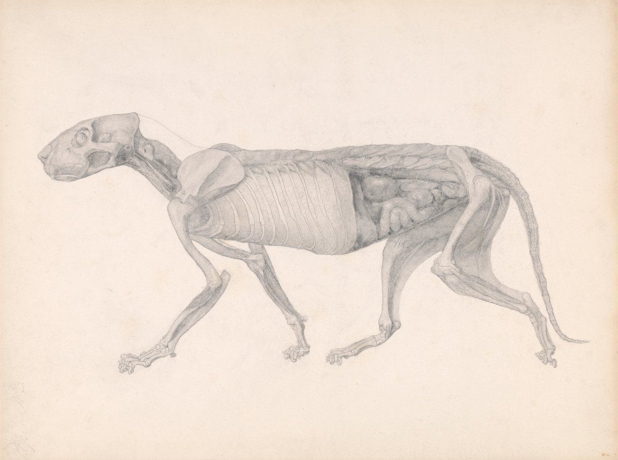Corps de Tigre, Vue Latérale (Étude pour une table non publiée ; montre un stade avancé de dissection) - George Stubbs