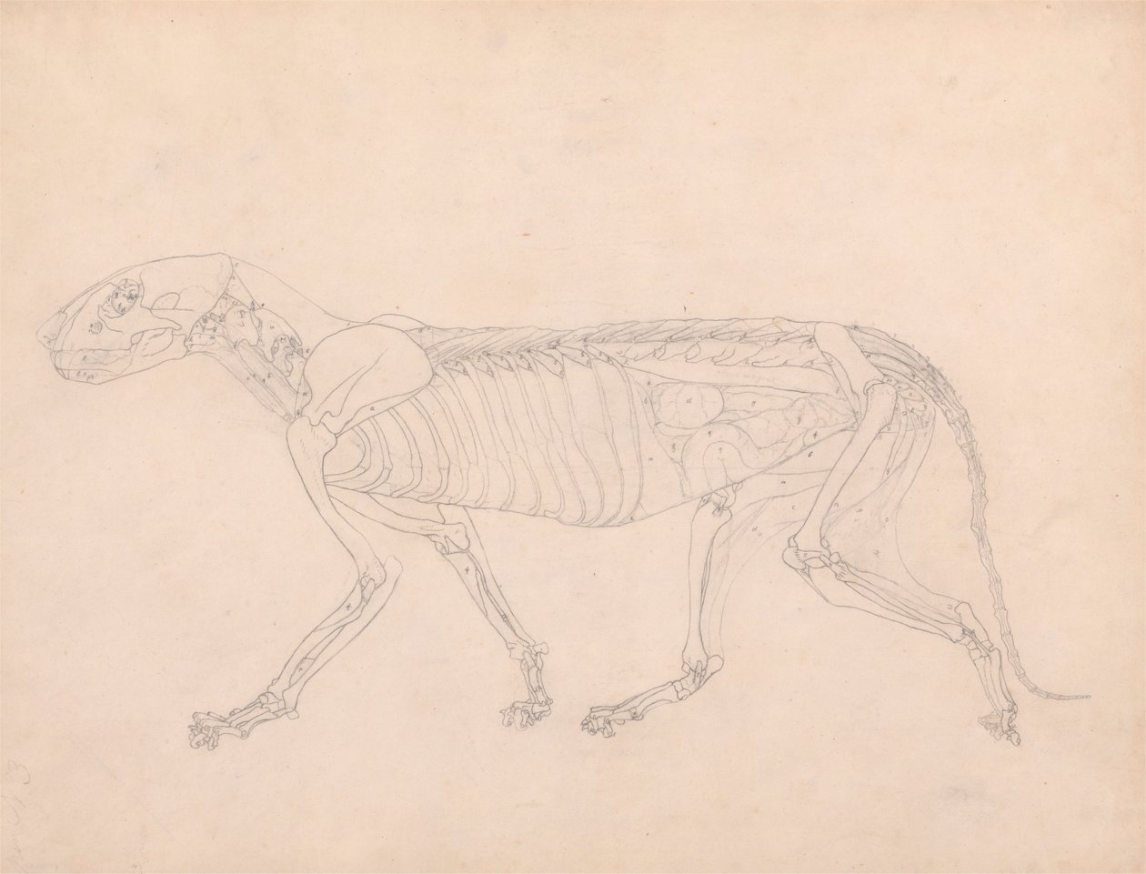 Corps de tigre, vue latérale - George Stubbs