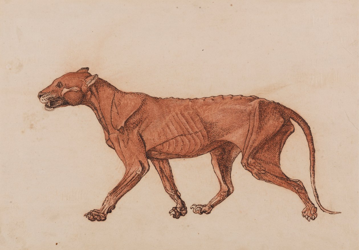 Corps de tigre, vue latérale - George Stubbs