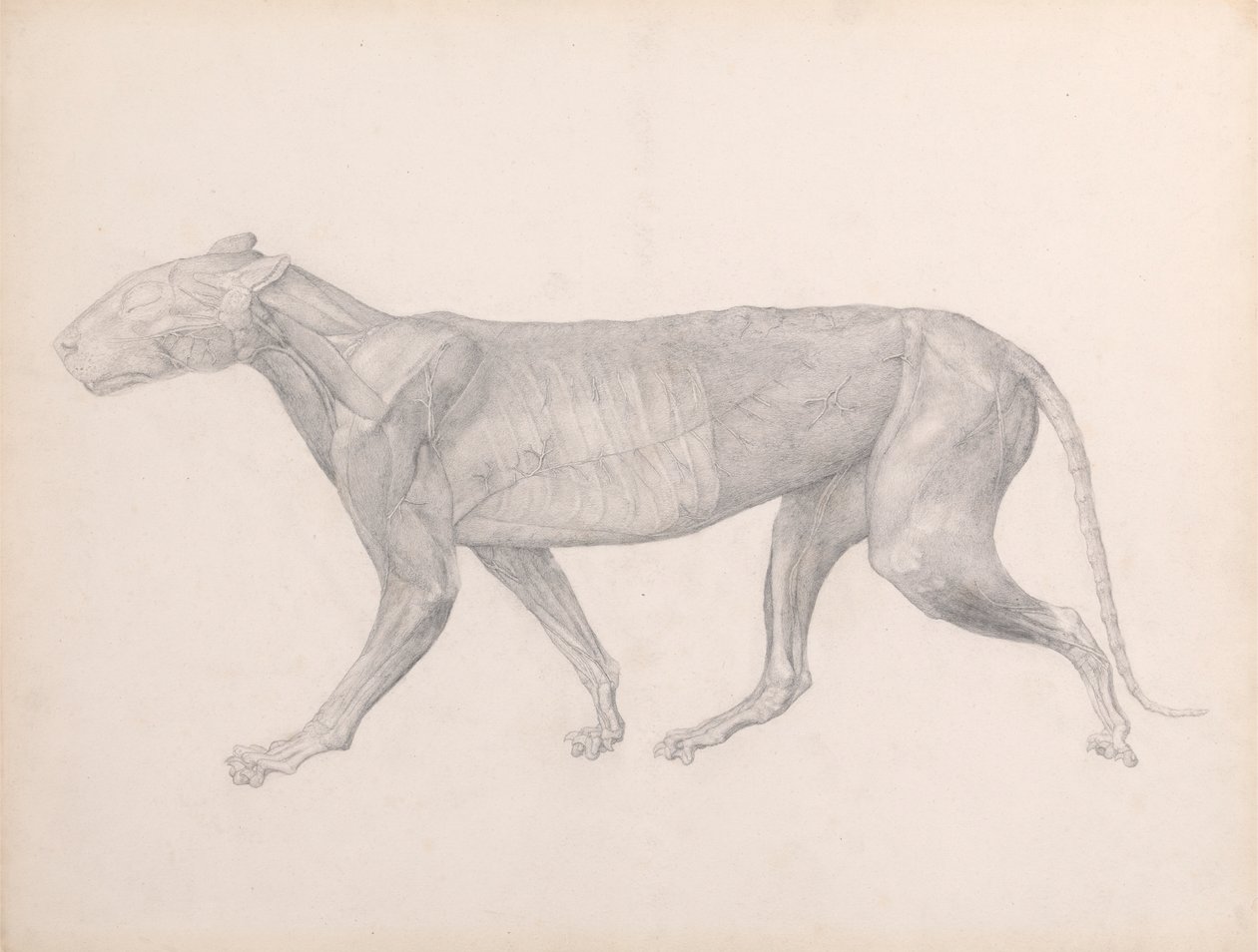 Tigre, vue latérale, avec le tissu conjonctif recouvrant les muscles enlevé (étude finie pour la table XIV) - George Stubbs