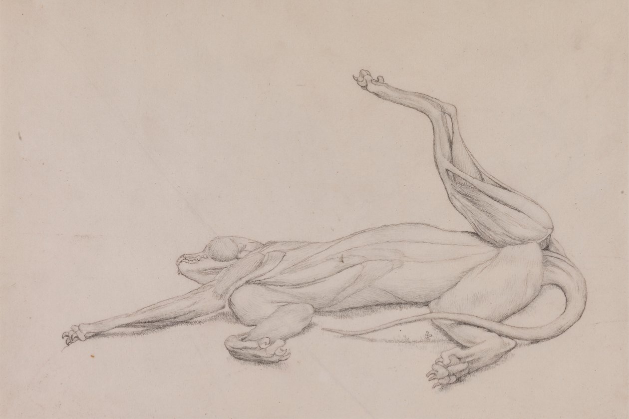 Tigre, couché, vu ventralement - George Stubbs