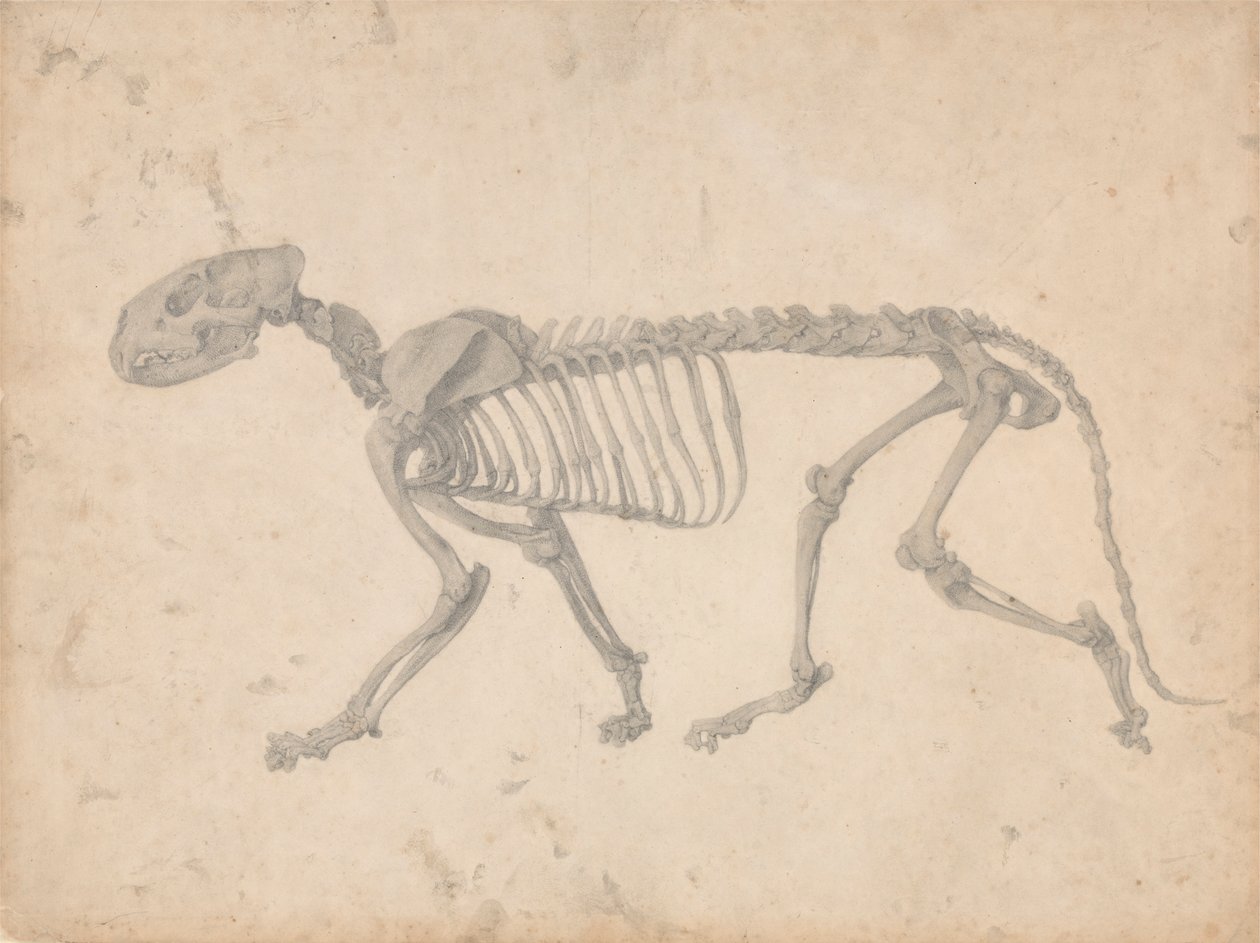 Squelette de tigre, vue latérale (étude finie pour la table IV) - George Stubbs