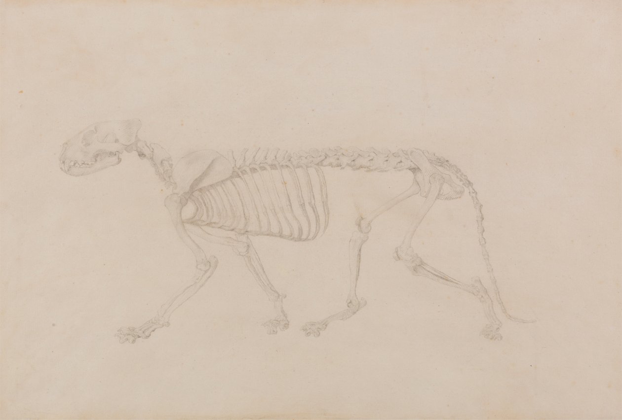 Squelette de tigre, vue latérale (étude très finie pour la table IV) - George Stubbs