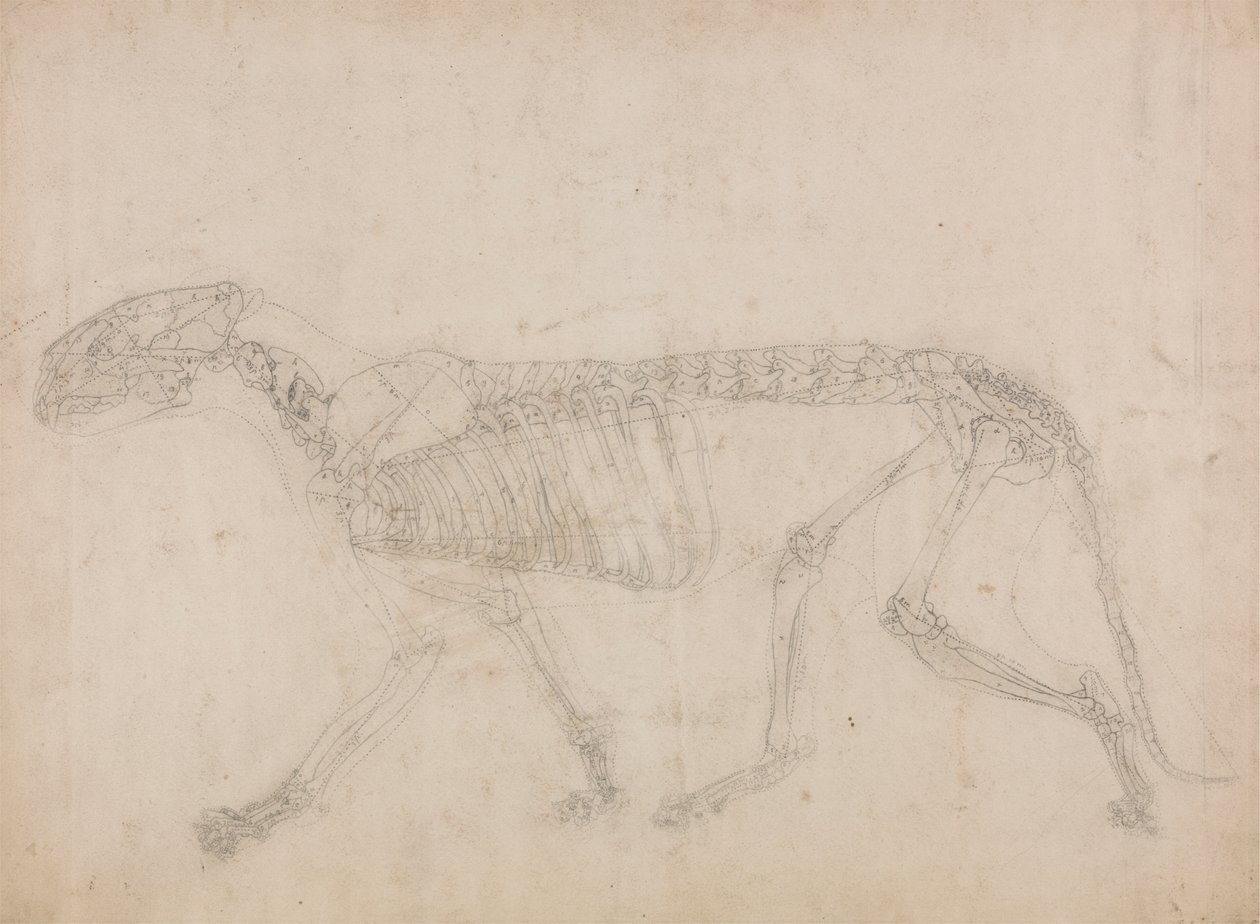 Squelette de tigre, vue latérale - George Stubbs