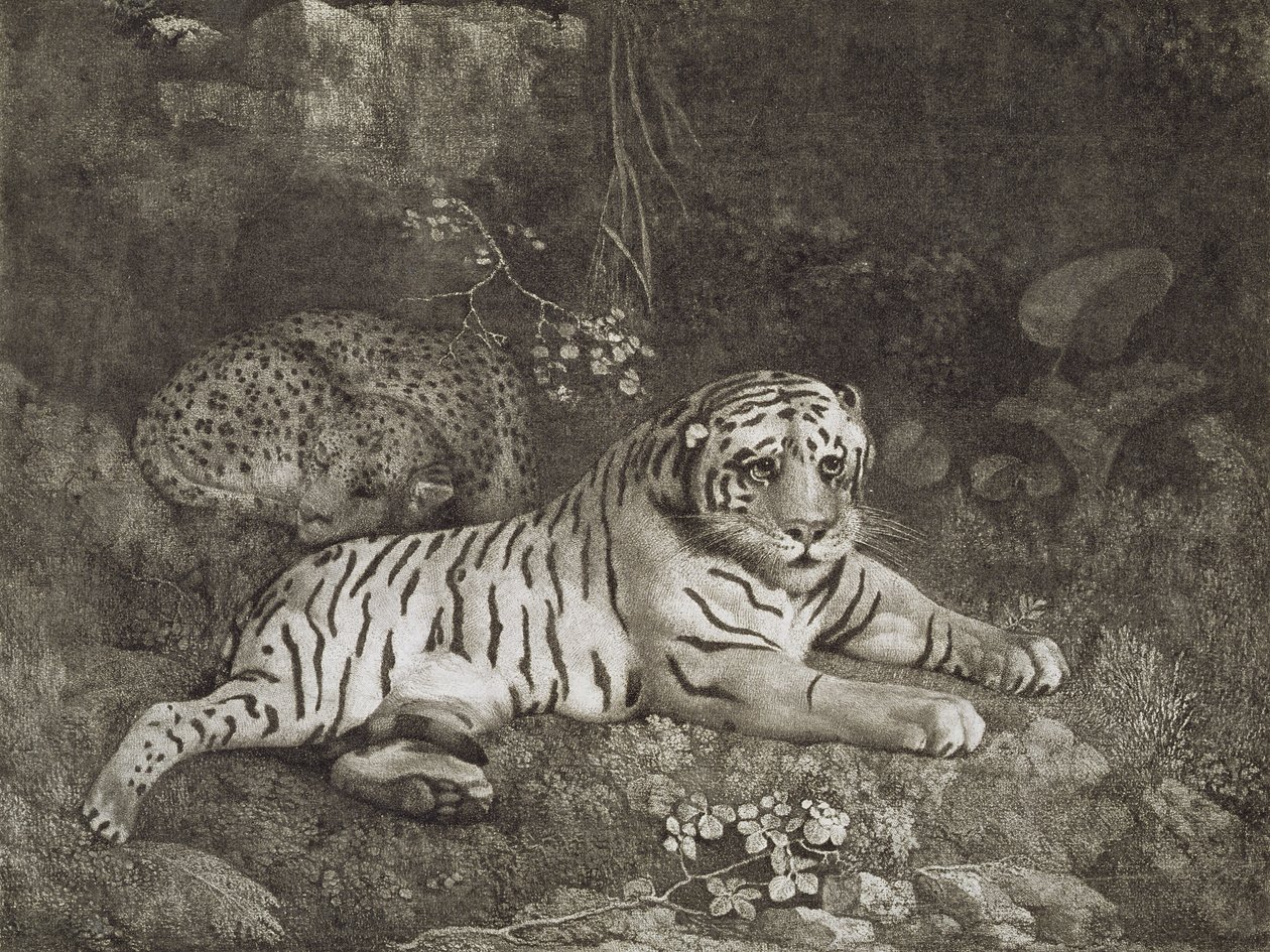 Deux tigres, gravés par l