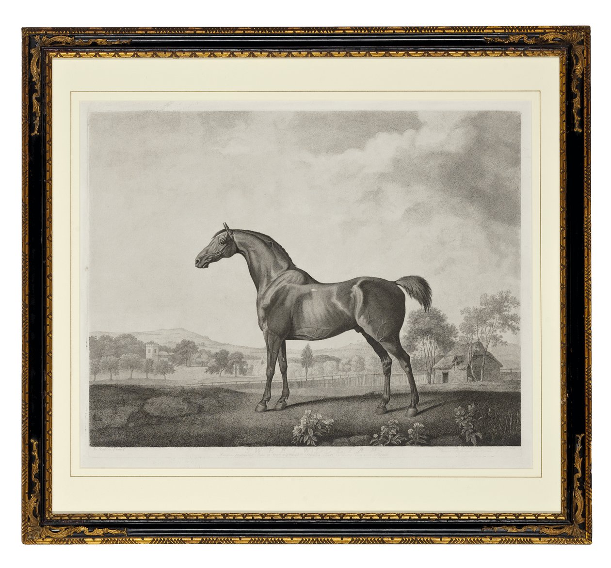 Sweetwilliam - George Townley Stubbs