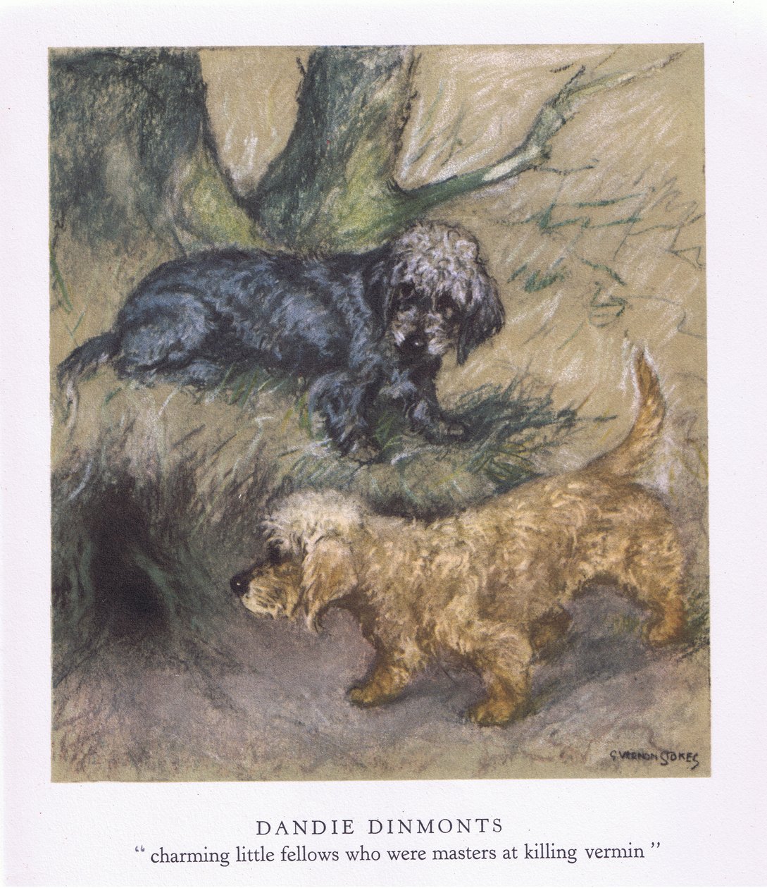 Dandie Dimonts (colour litho) - George Vernon Stokes