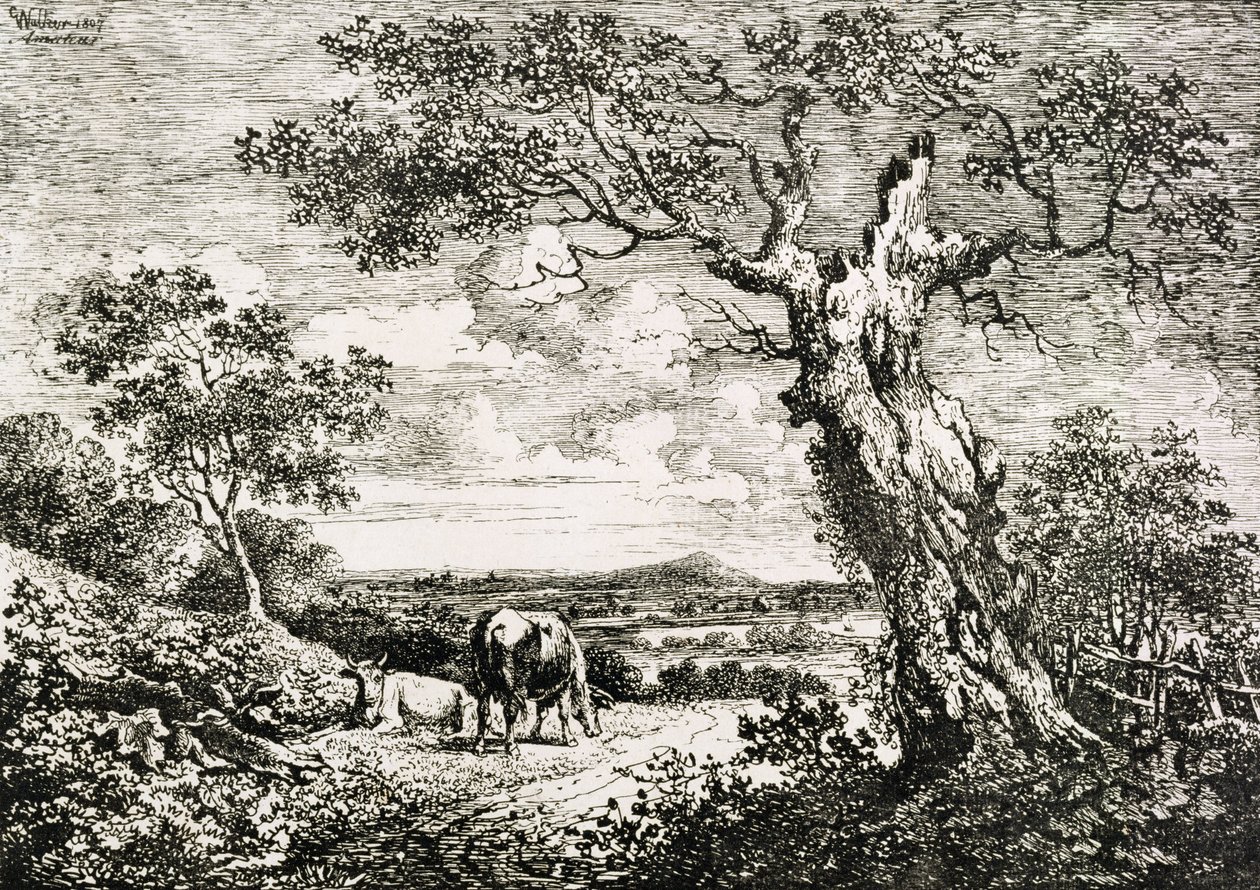 Deux vaches dans un champ - George Walker