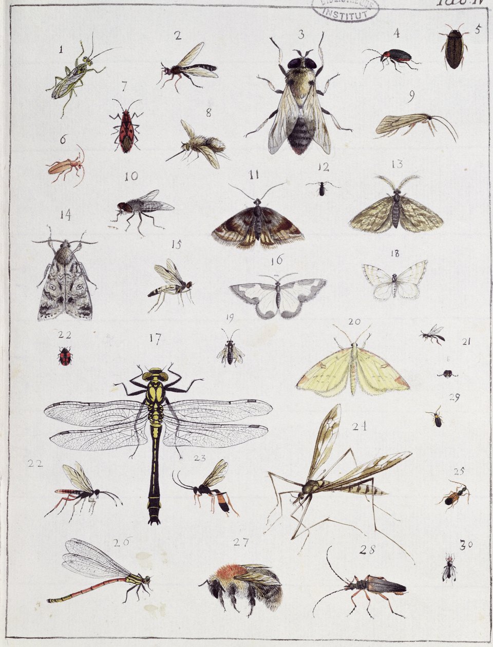 Divers insectes, planche IV de 