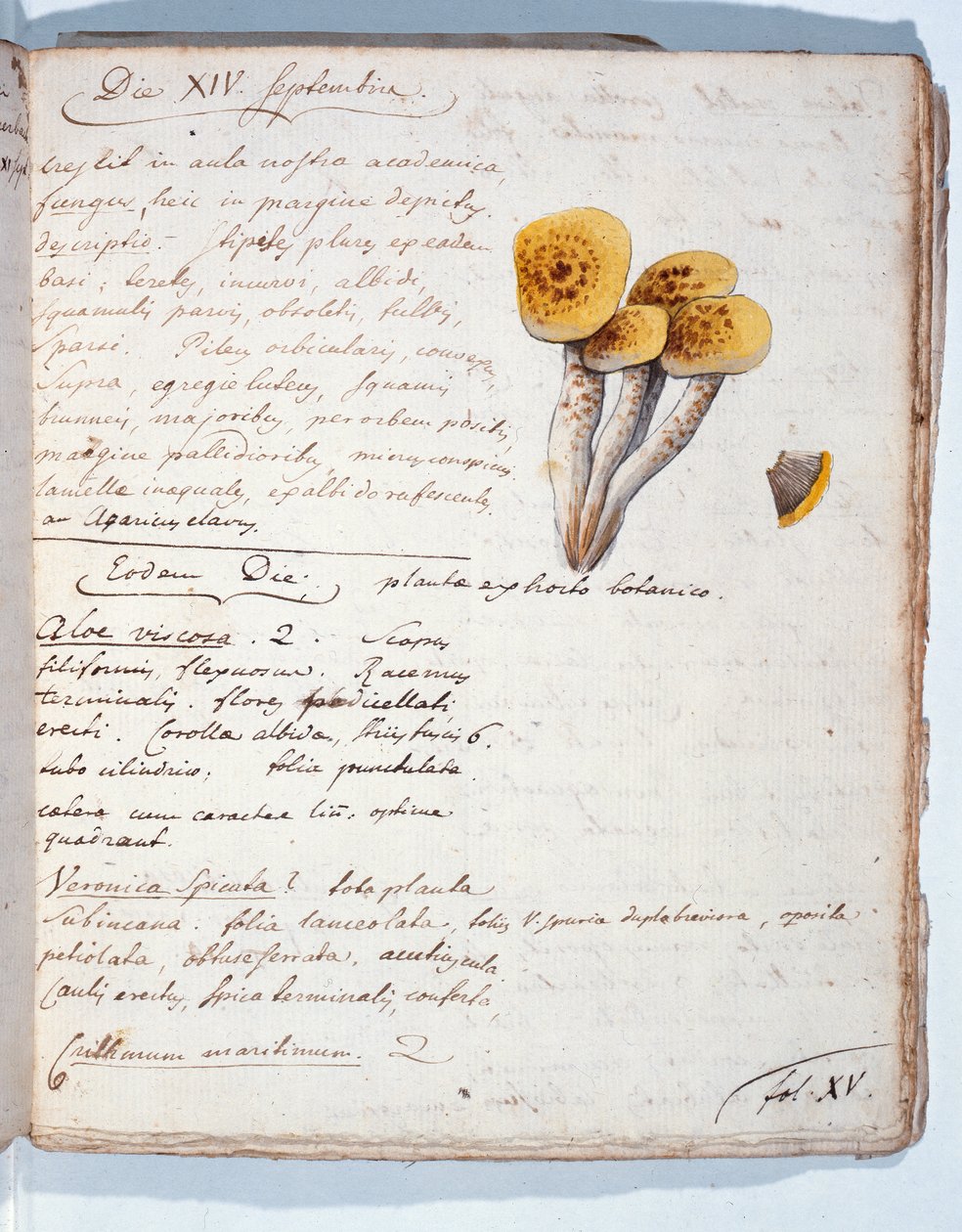 Illustration d