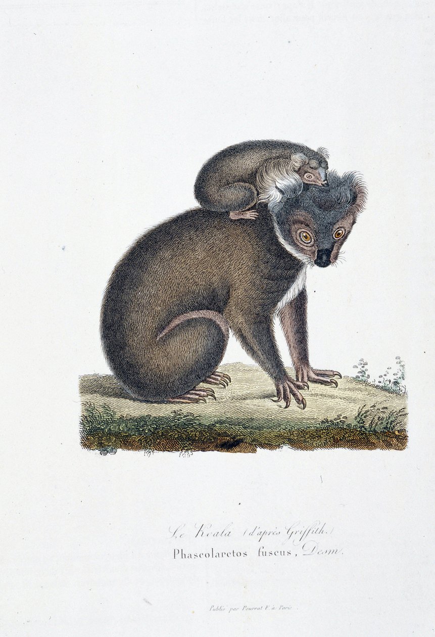 Histoire naturelle : tableau zoologique représentant le koala (d