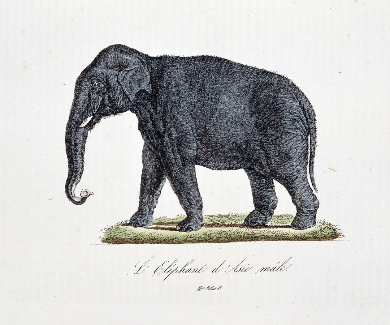 Histoire naturelle : Planche zoologique représentant l