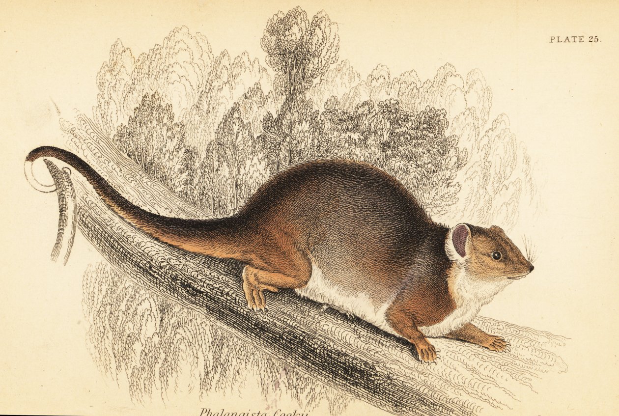 Possum à queue en anneau, Pseudocheirus peregrinus (gravure) - Georges Robert Waterhouse