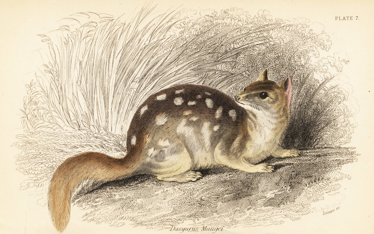Quoll oriental, Dasyurus viverrinus. En danger - Georges Robert Waterhouse