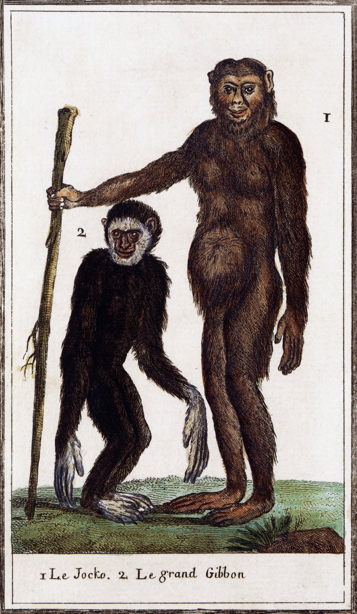 Jocko, chimpanzé ou gibbon, illustration de Histoire naturelle, par Georges-Louis Leclerc Comte de Buffon (1707-1788), gravure aquarellée - Georges de Buffon