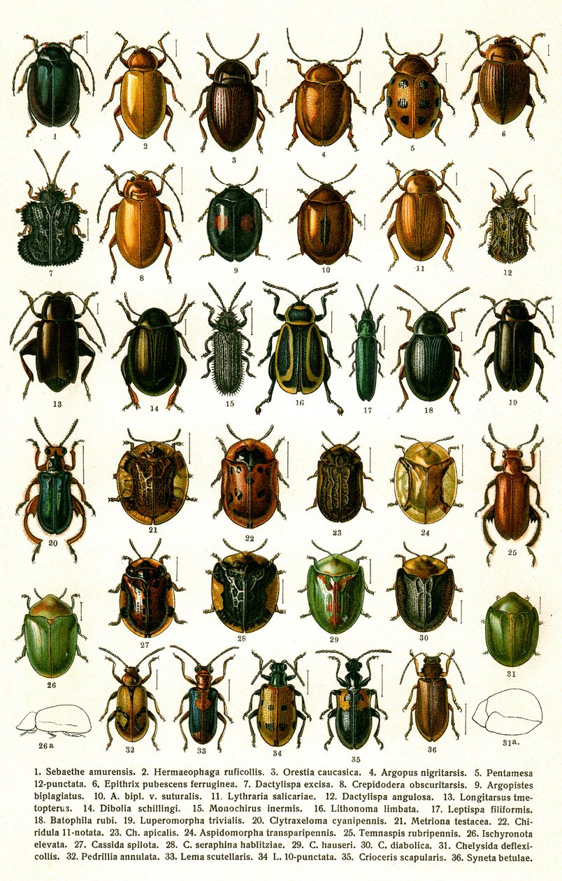 Gravure antique des variétés de coléoptères européens, vers 1910 - Georgiy Jacobson