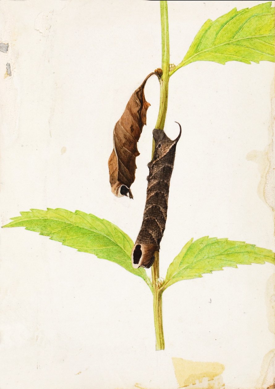 Feuille morte recourbée imitant la chenille du Sphinx, étude pour le livre Concealing Coloration in the Animal Kingdom (La dissimulation de la coloration dans le règne animal) - Gerald H. Thayer