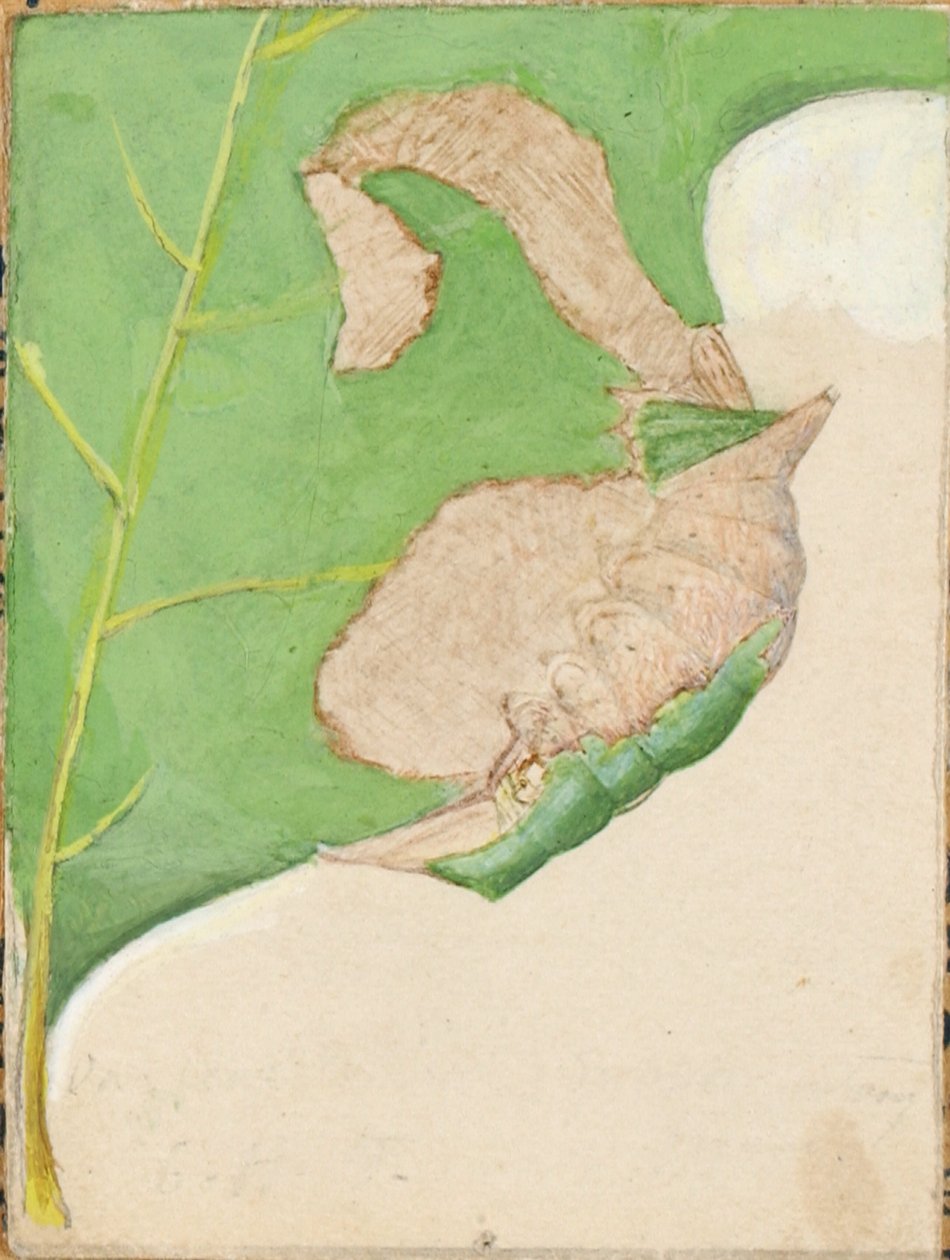 Chenille du bord de la feuille de chêne, début du 20e siècle - Gerald H. Thayer