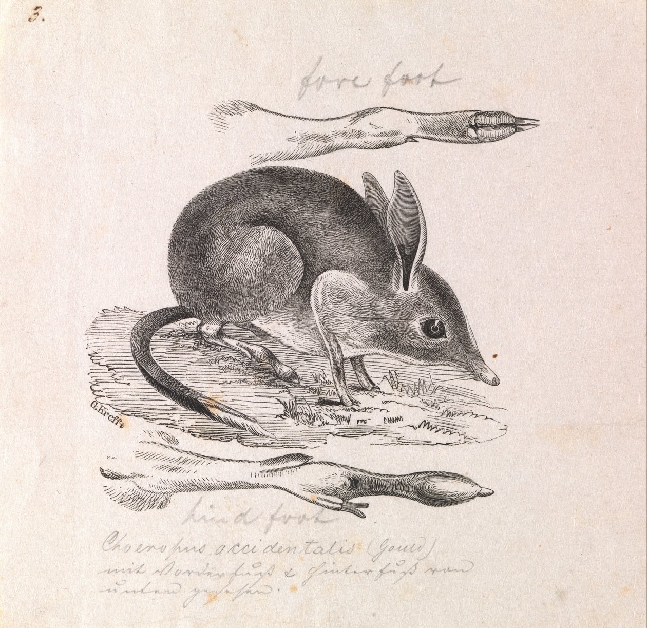 Bandicoot à pieds de cochon, Chaeropus ecaudatus - Gerard Krefft