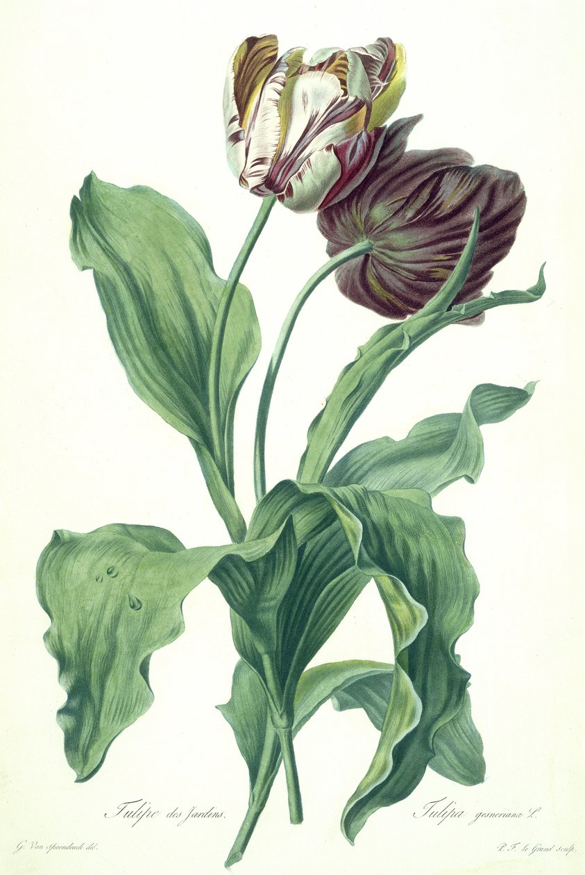 Tulipe de jardin, de 