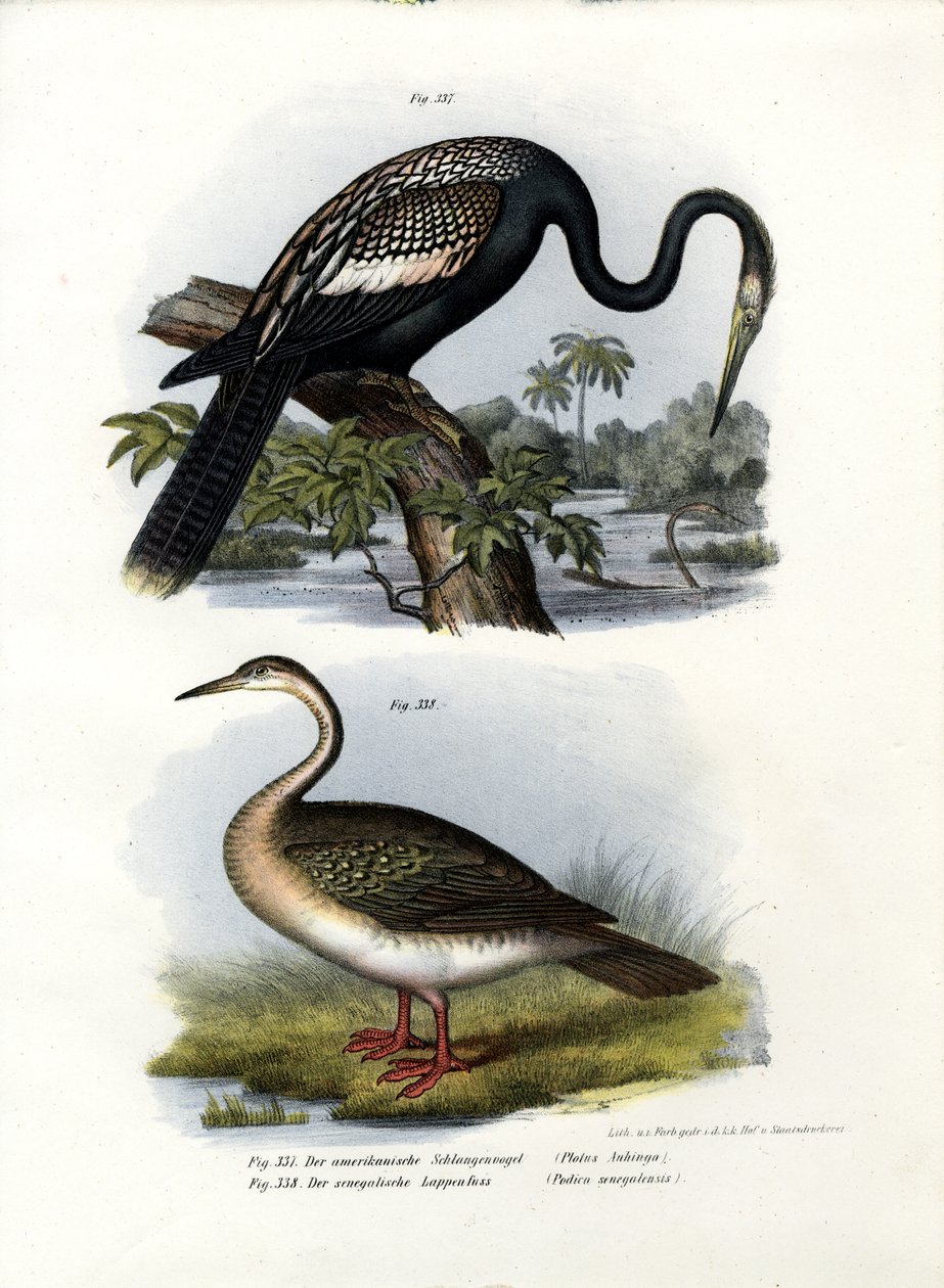 Anhinga, 1864 - German School