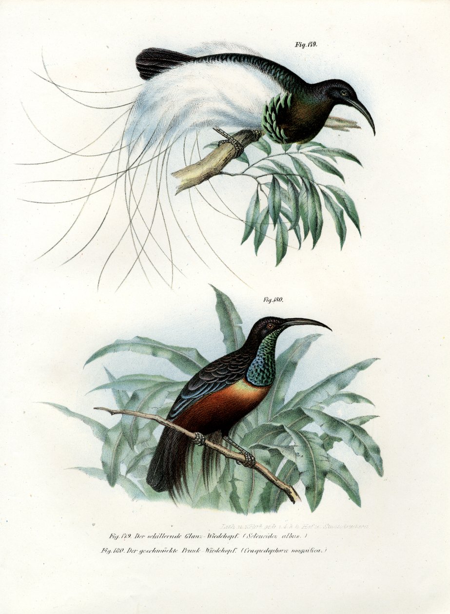 Oiseau de paradis, 1864 - German School