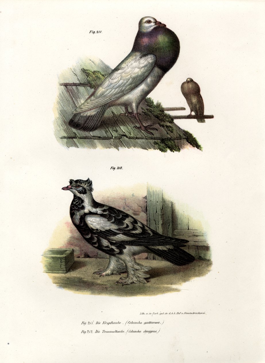 Pigeon anglais, 1864 - German School