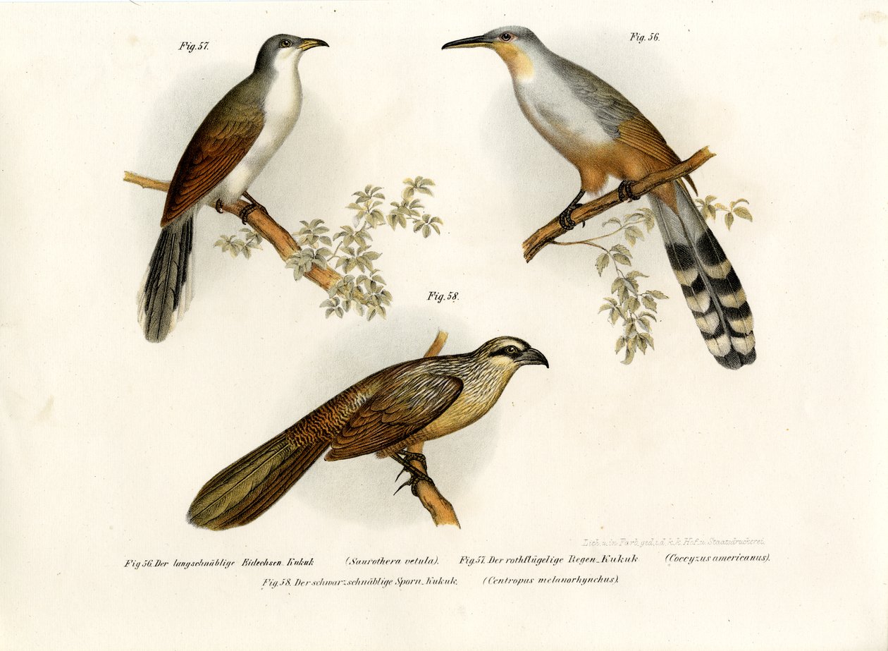 Coulicou lézard de Jamaïque, 1864 - German School