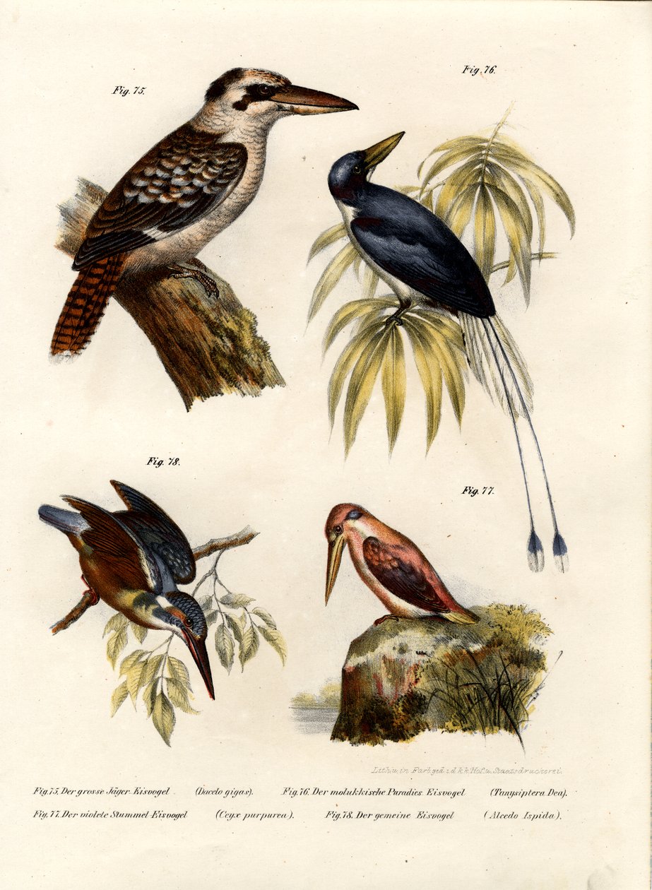 Kookaburra, 1864 - German School